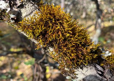 Macrocoma sp Yulong Snow Mountain N P- Yunnan