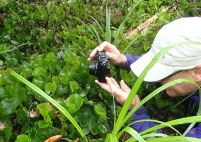 R Garilleti - Hymenophyllum nephrophyllum