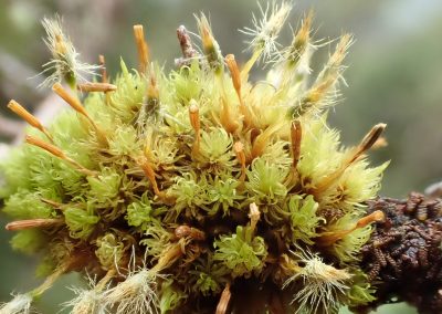 Ulota sp.