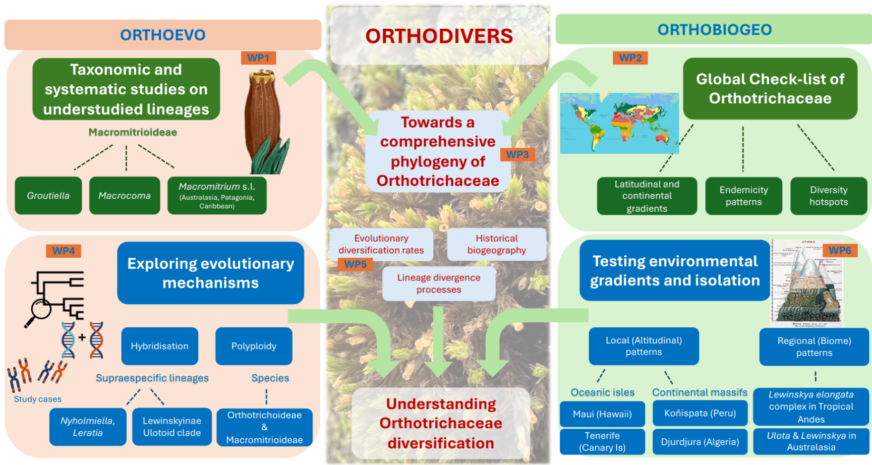 grafical abstract orthodivers